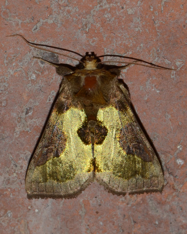 Noctuidae Diachrysia stenochrysis